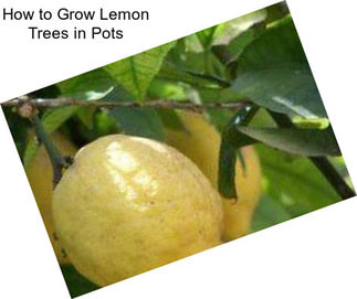 How to Grow Lemon Trees in Pots