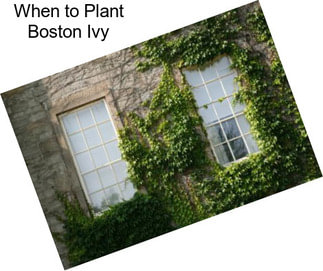 When to Plant Boston Ivy