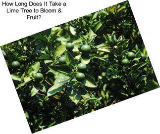 How Long Does It Take a Lime Tree to Bloom & Fruit?