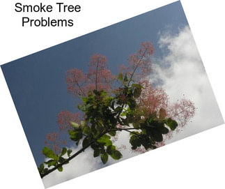 Smoke Tree Problems