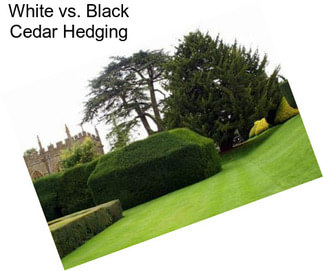 White vs. Black Cedar Hedging