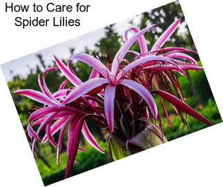 How to Care for Spider Lilies