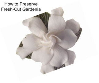 How to Preserve Fresh-Cut Gardenia