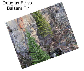 Douglas Fir vs. Balsam Fir