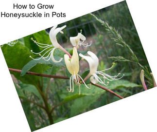 How to Grow Honeysuckle in Pots