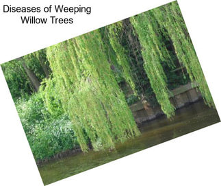 Diseases of Weeping Willow Trees