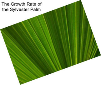 The Growth Rate of the Sylvester Palm