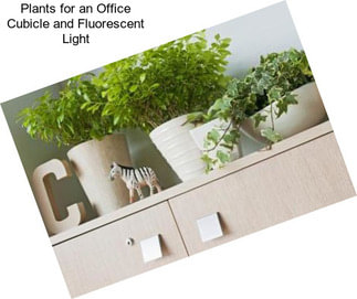 Plants for an Office Cubicle and Fluorescent Light