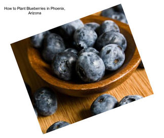 How to Plant Blueberries in Phoenix, Arizona