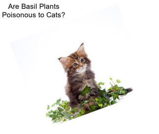 Are Basil Plants Poisonous to Cats?