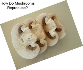 How Do Mushrooms Reproduce?