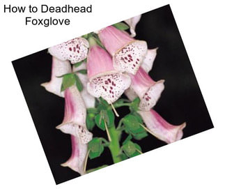 How to Deadhead Foxglove