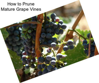 How to Prune Mature Grape Vines