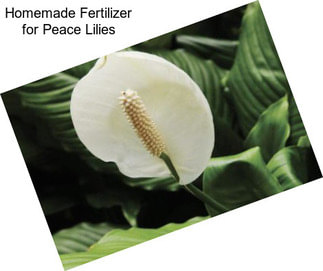 Homemade Fertilizer for Peace Lilies