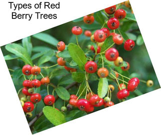 Types of Red Berry Trees