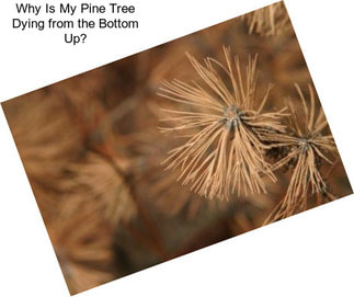 Why Is My Pine Tree Dying from the Bottom Up?