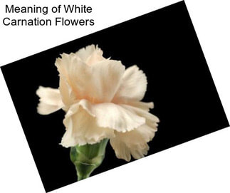 Meaning of White Carnation Flowers