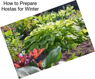 How to Prepare Hostas for Winter