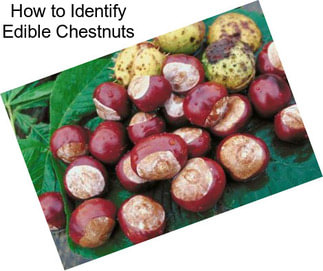 How to Identify Edible Chestnuts