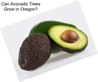 Can Avocado Trees Grow in Oregon?