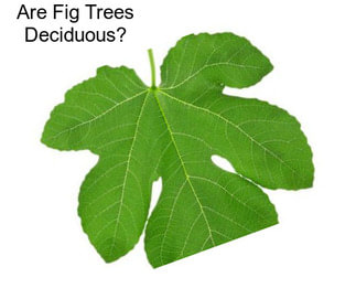 Are Fig Trees Deciduous?