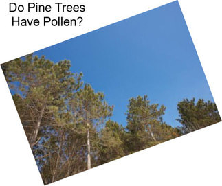 Do Pine Trees Have Pollen?