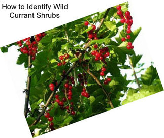 How to Identify Wild Currant Shrubs