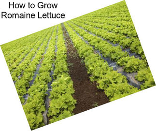 How to Grow Romaine Lettuce