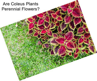 Are Coleus Plants Perennial Flowers?