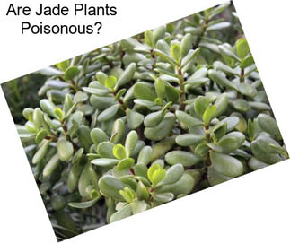 Are Jade Plants Poisonous?