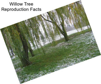 Willow Tree Reproduction Facts