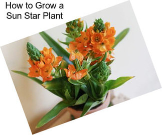 How to Grow a Sun Star Plant