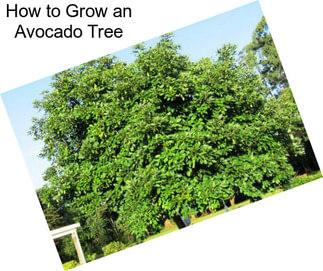 How to Grow an Avocado Tree