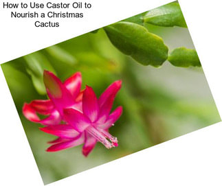 How to Use Castor Oil to Nourish a Christmas Cactus