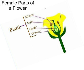 Female Parts of a Flower