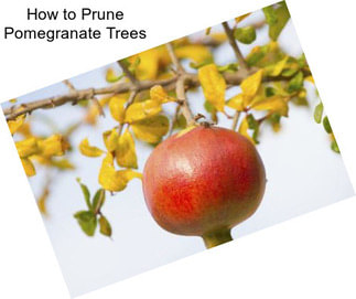 How to Prune Pomegranate Trees