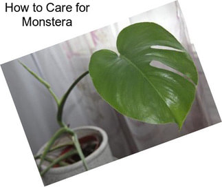 How to Care for Monstera