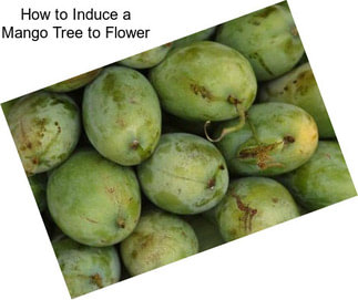 How to Induce a Mango Tree to Flower