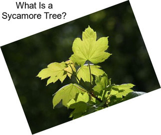 What Is a Sycamore Tree?