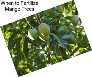 When to Fertilize Mango Trees