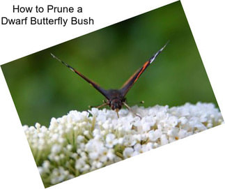 How to Prune a Dwarf Butterfly Bush