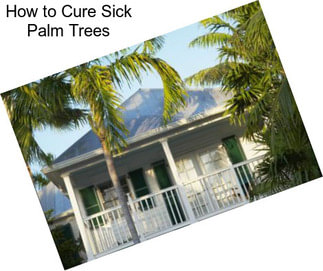How to Cure Sick Palm Trees