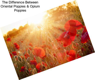 The Difference Between Oriental Poppies & Opium Poppies
