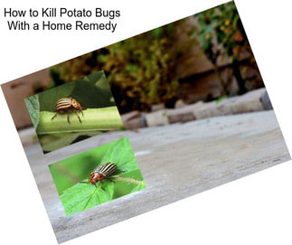 How to Kill Potato Bugs With a Home Remedy