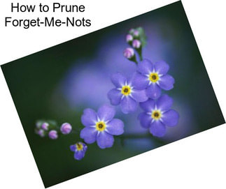 How to Prune Forget-Me-Nots