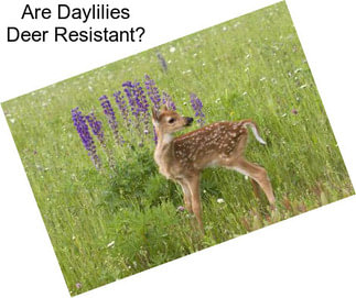 Are Daylilies Deer Resistant?