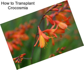 How to Transplant Crocosmia