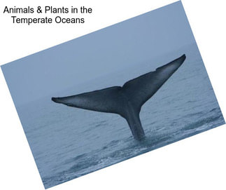 Animals & Plants in the Temperate Oceans