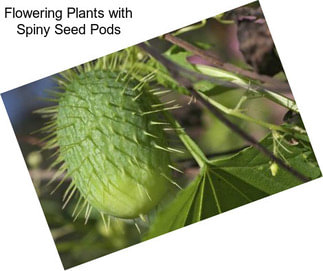 Flowering Plants with Spiny Seed Pods