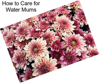 How to Care for Water Mums